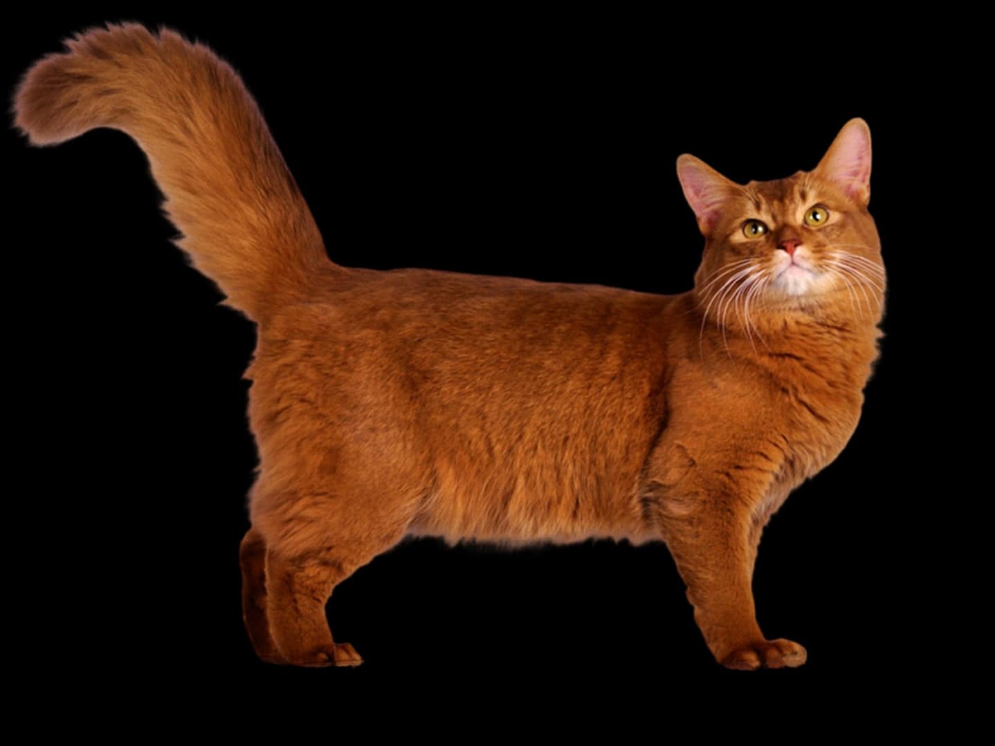 Somali Cat