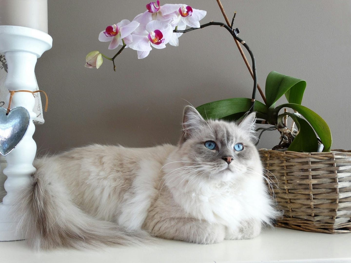 Adorable grey and white Ragdoll cat with blue eyes beside a blooming orchid indoors.
