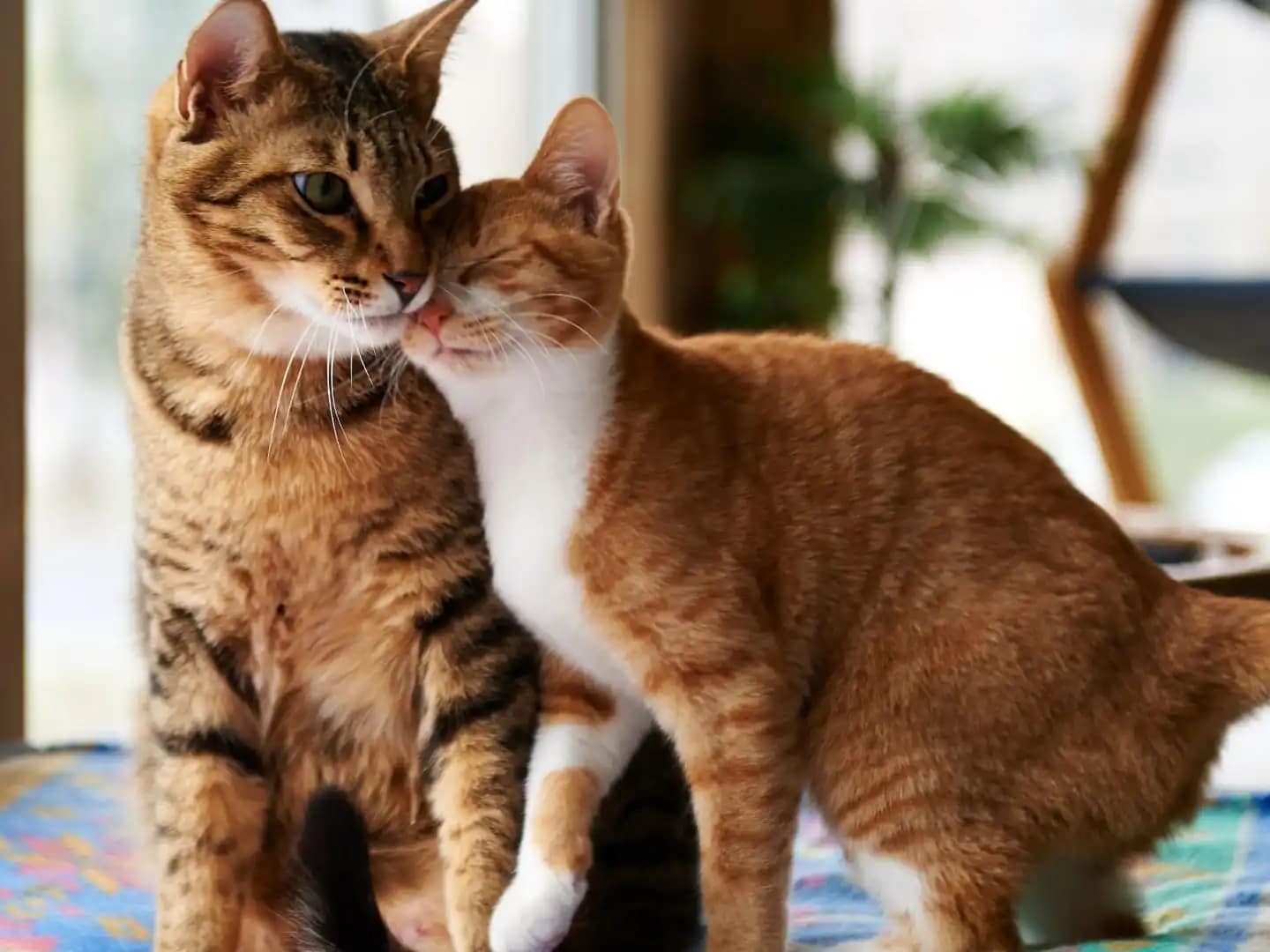 between a kitten and a cat