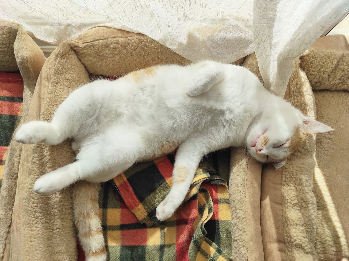 Katze schläft im Katzenbett im Wohnzimmer eines Hauses.
