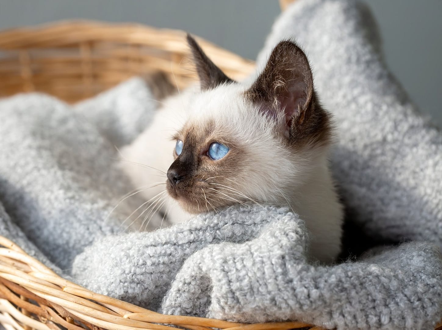 Cute kitten siamese cat indoor