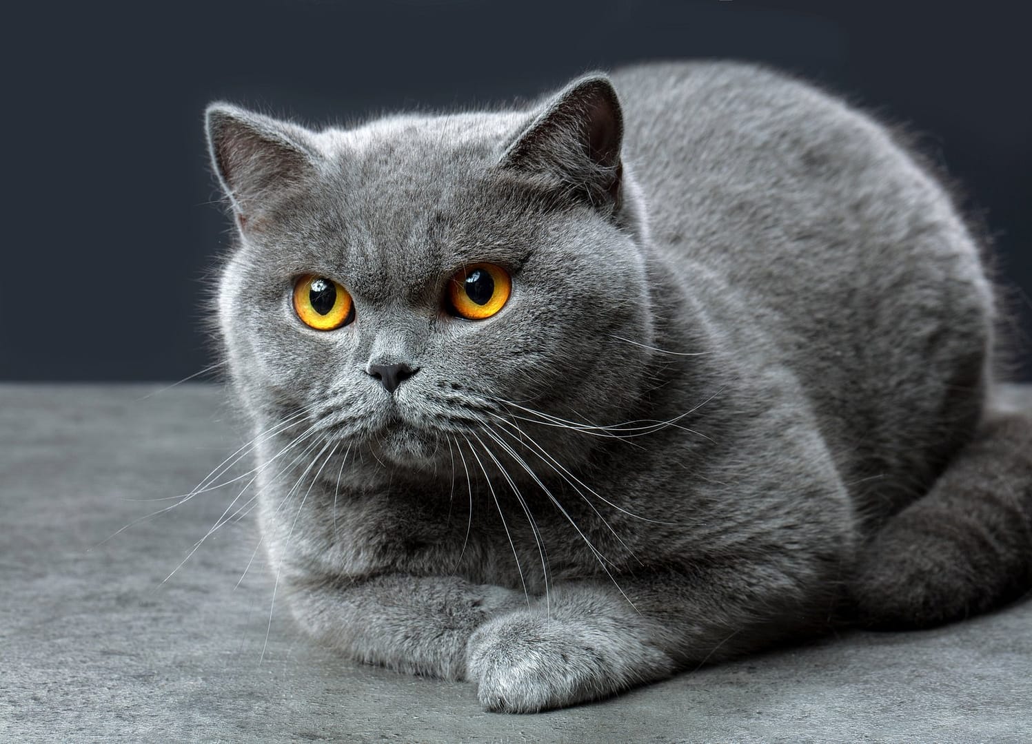 British shorthair cat