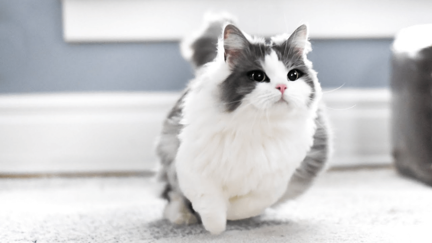 A Munchkin Cat running