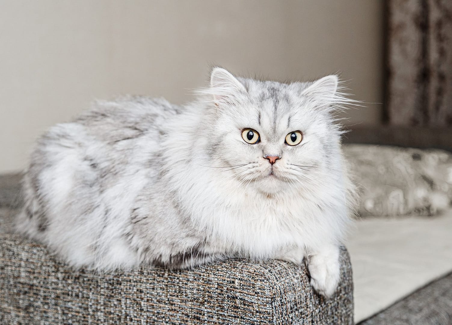 White cat on white background.