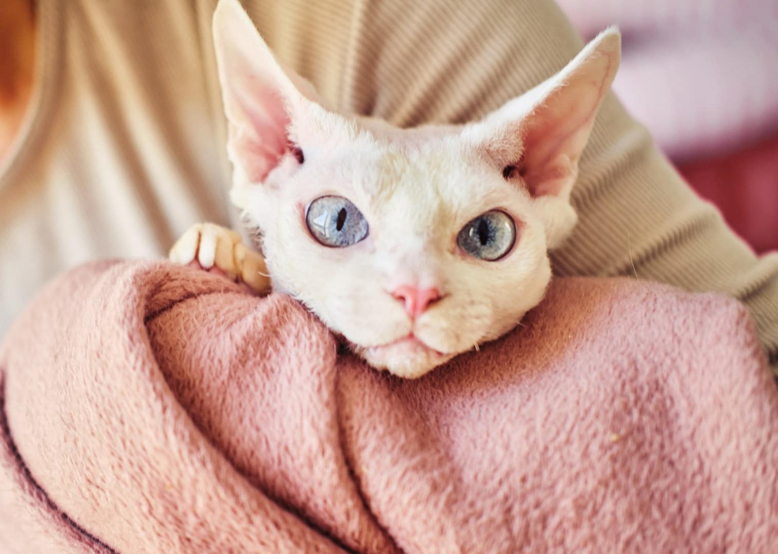 Portrait of a Sphynx Devon Rex cat with bare eyes. Close-up of a purebred domestic animal.