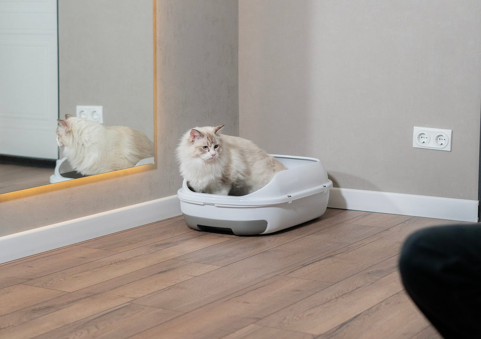 A light-colored cat sits comfortably in a litter box beside a mirror, reflecting its calm demeanor i