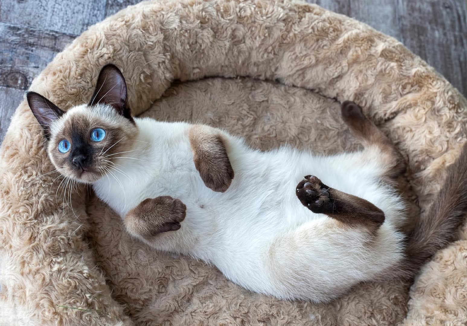 Lindo gatito siamés gato de interior