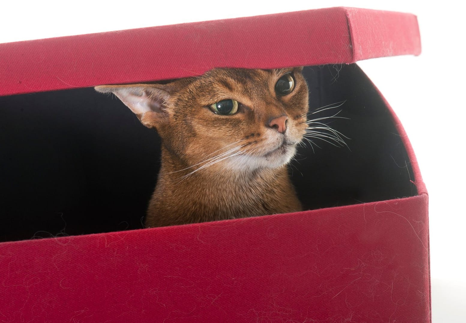 Abyssinian cat in studio