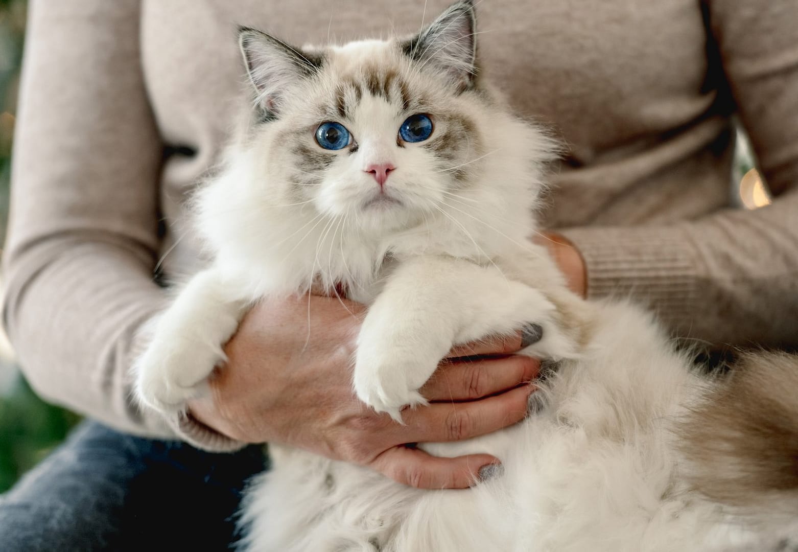 Girl with ragdoll cat in Christmas