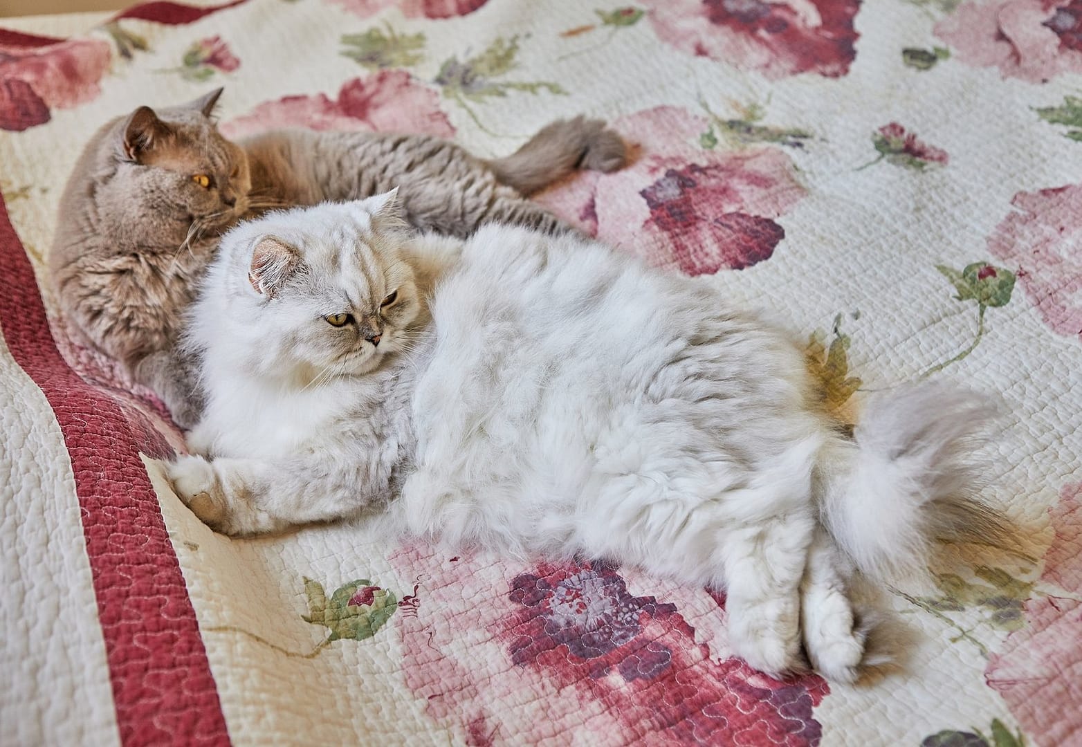 Two British cats, longhaired and shorthaired, are sitting on the bed
