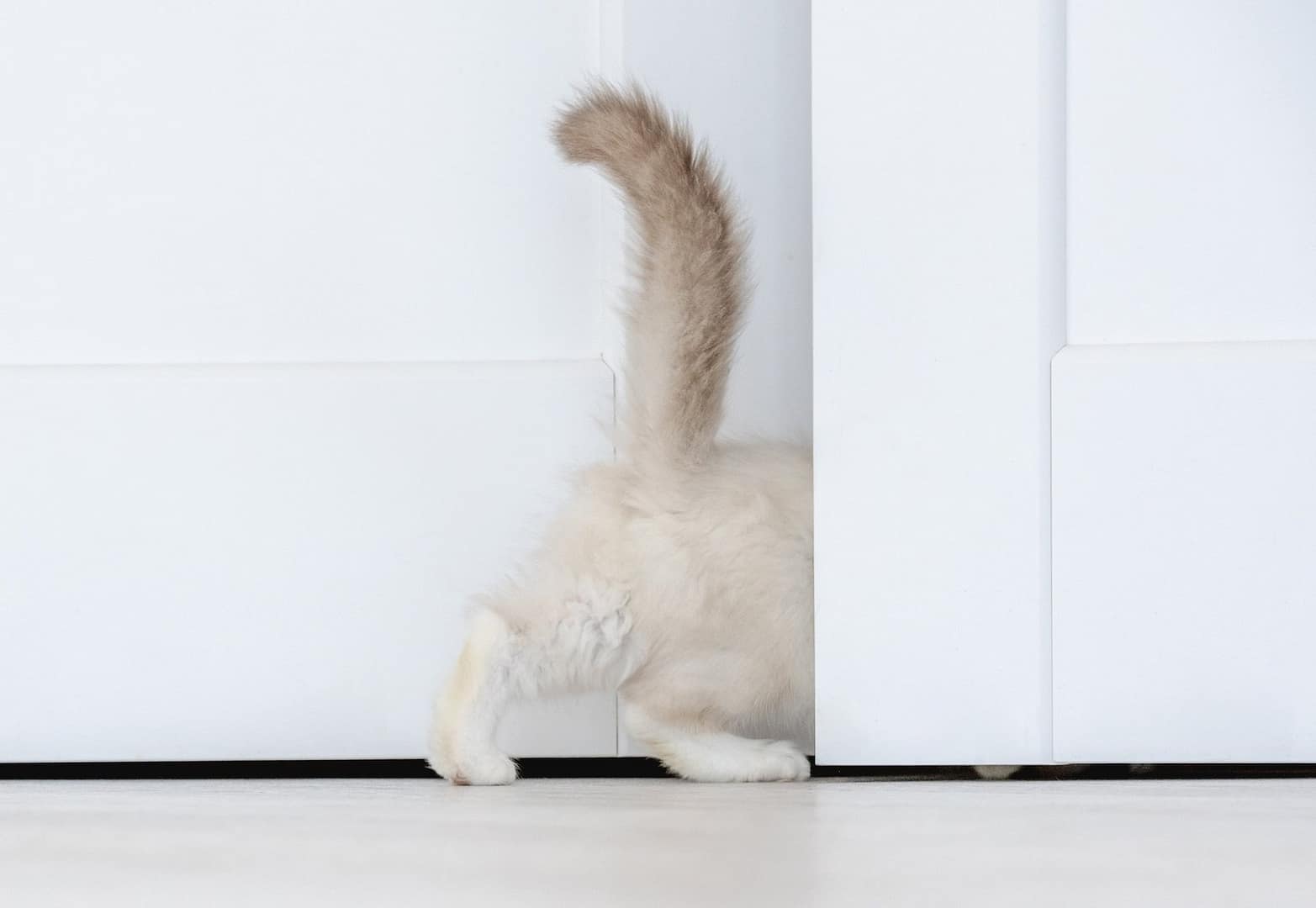 Ragdoll cat in light room