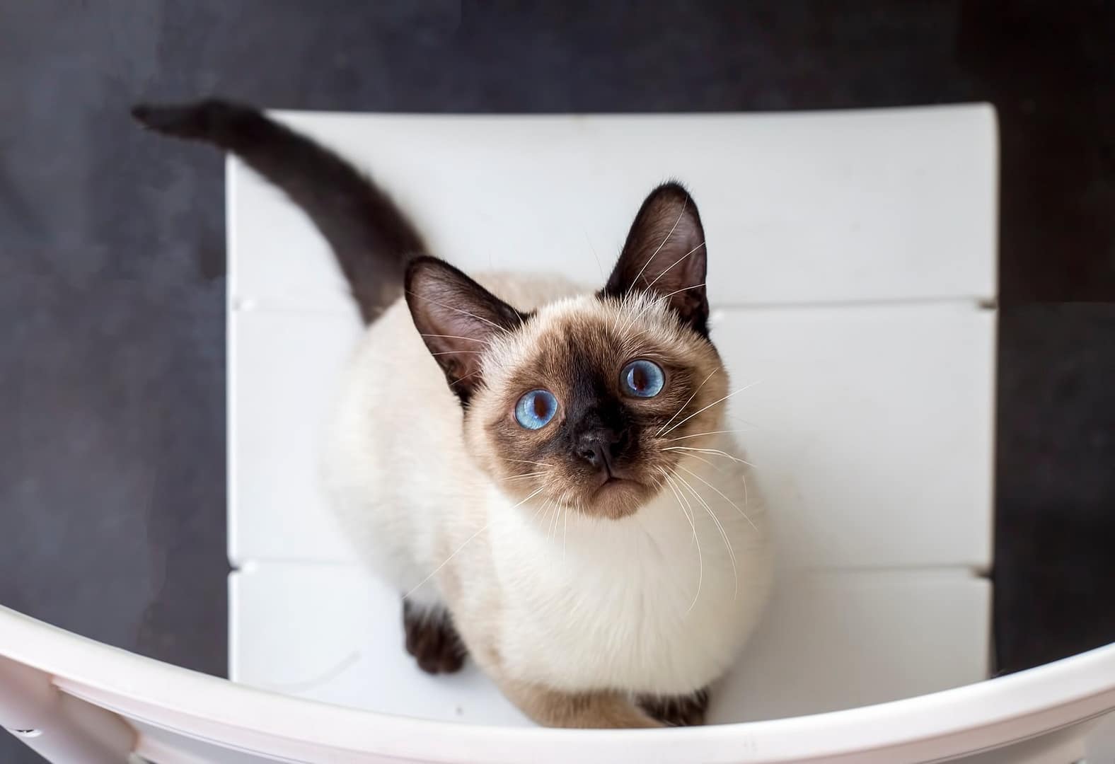 Cute kitten siamese cat indoor