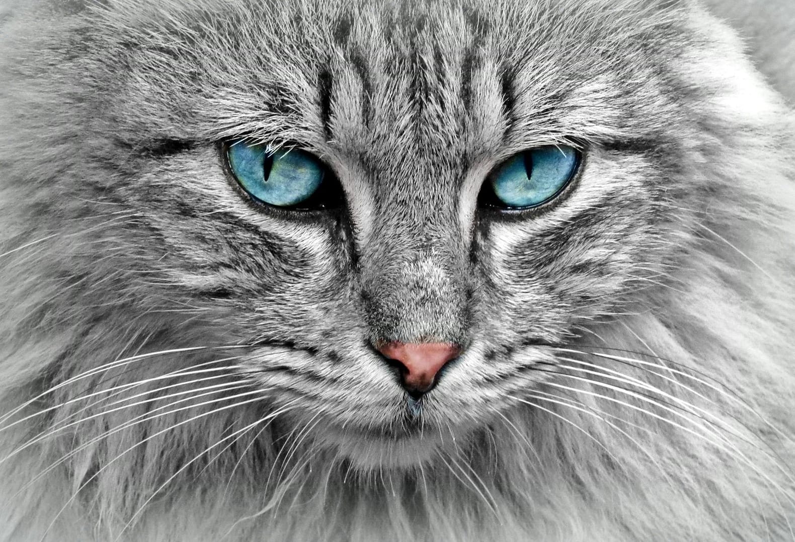 Atemberaubende Nahaufnahme einer grauen Katze mit faszinierenden blauen Augen, die ihr Fell und ihre Schnurrhaare hervorheben.