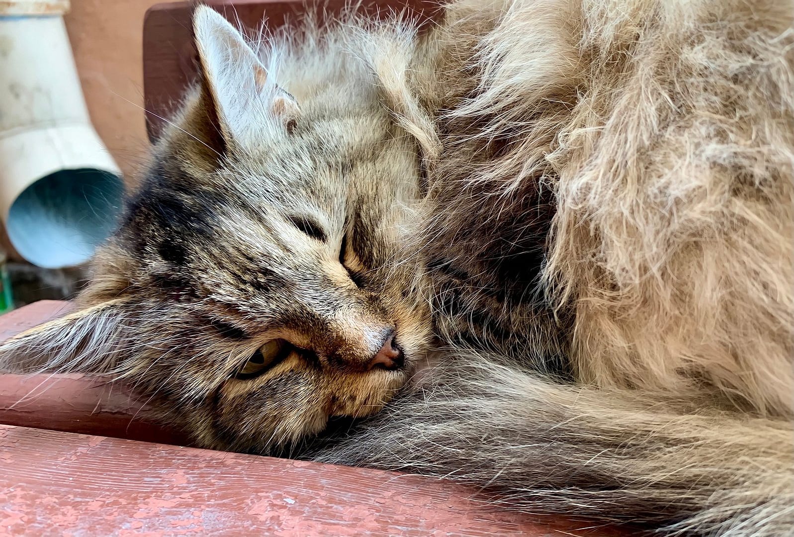 A stray cat is sleeping on the bench.