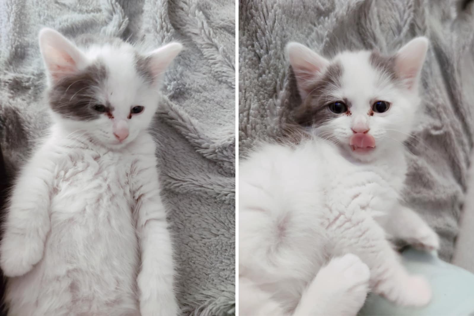 Dos imágenes de archivo de un gatito blanco parecido al del post viral de Reddit