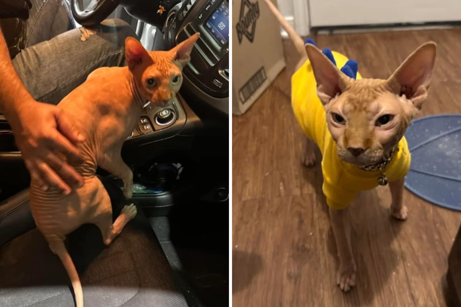 Two screenshots from the Reddit post showing the cat in his rescuer's car and in his new home wearing a yellow outfit