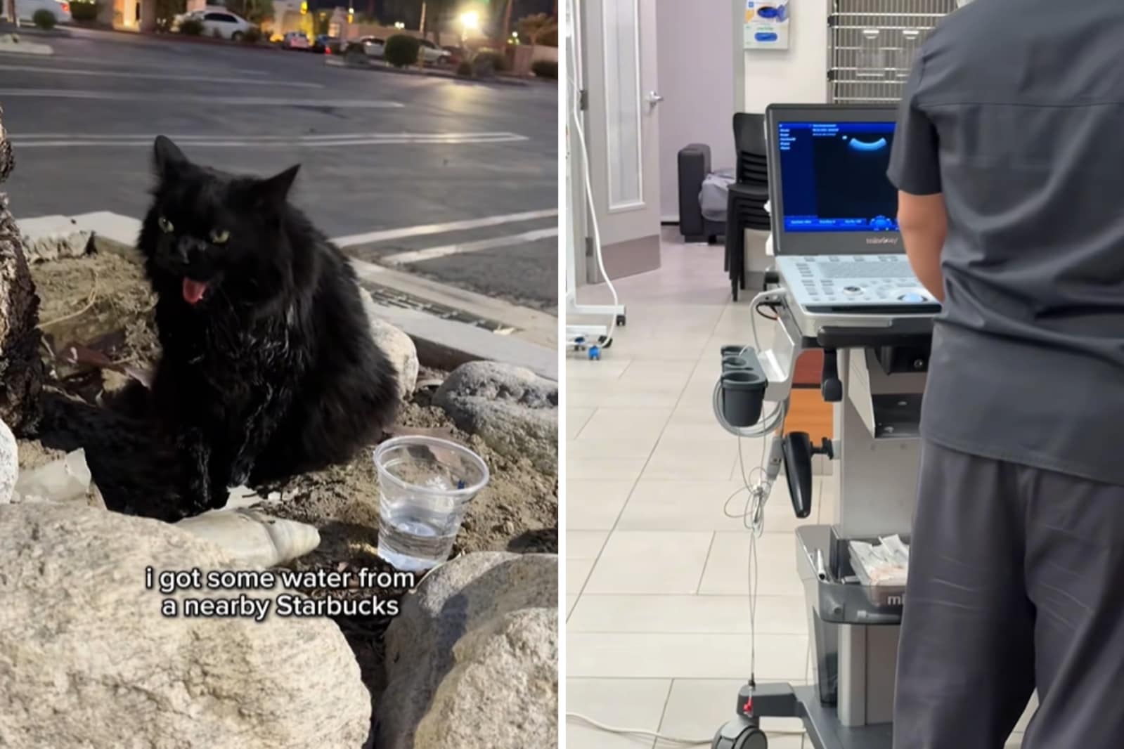 Screenshots des viralen Videos zeigen, wie der Poster anhält, um der Katze zu helfen und sie ins Krankenhaus zu bringen