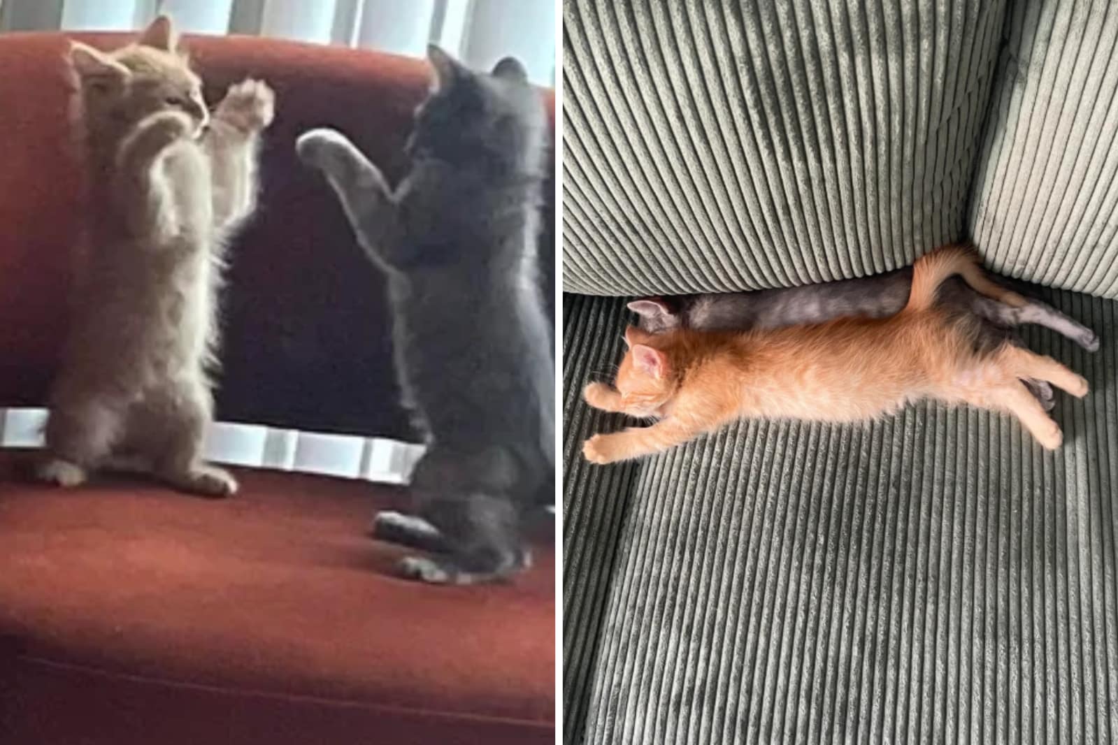 Two screenshots from the viral Reddit post showing the kittens standing on their hind legs mirroring each other. They can also be seen stretched out on the sofa