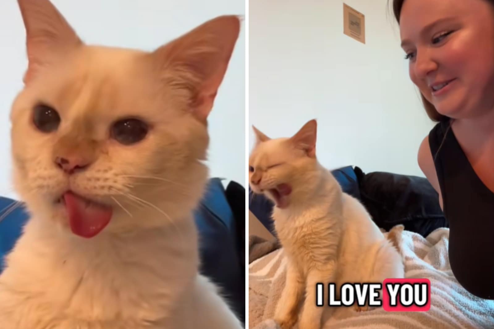 A Gumbo se le cae la lengua de la boca