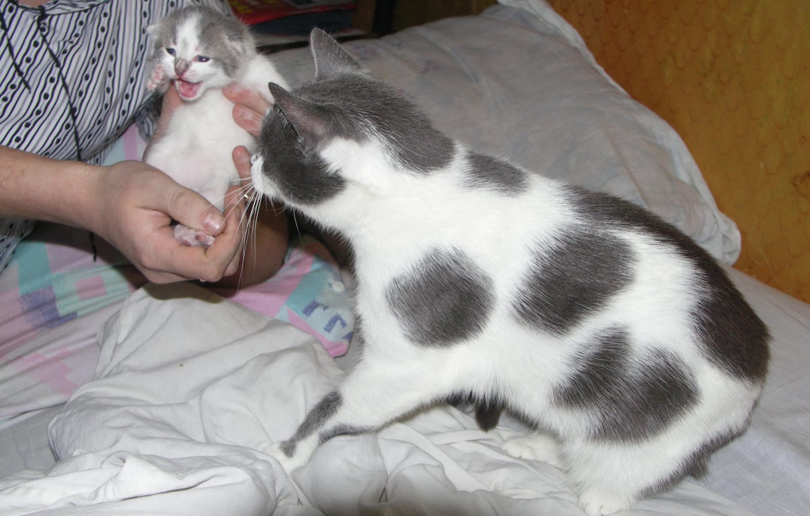A cat investigates a kitten in the hands of its owner