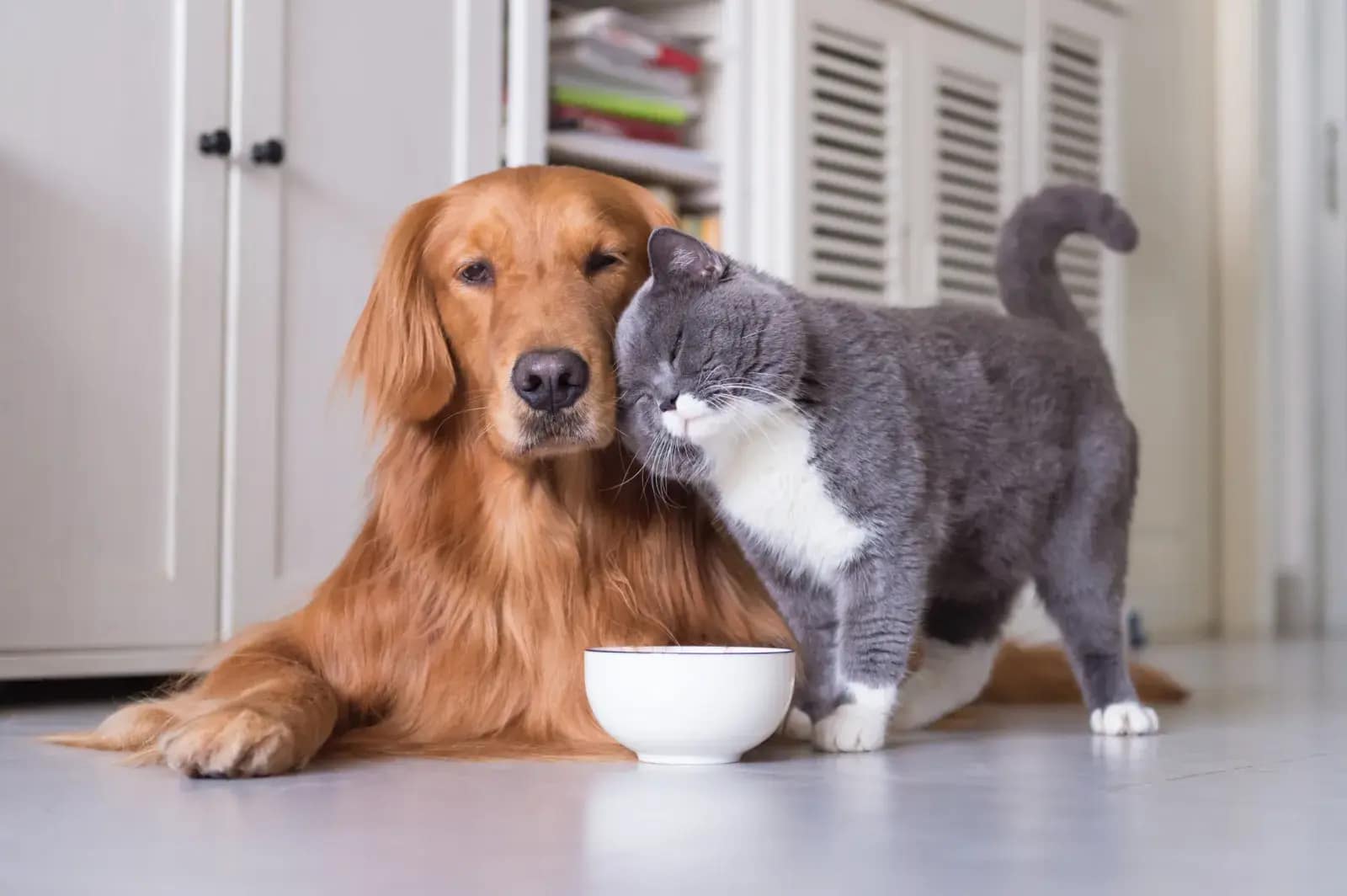 A cat rubs its head against a golden retriever