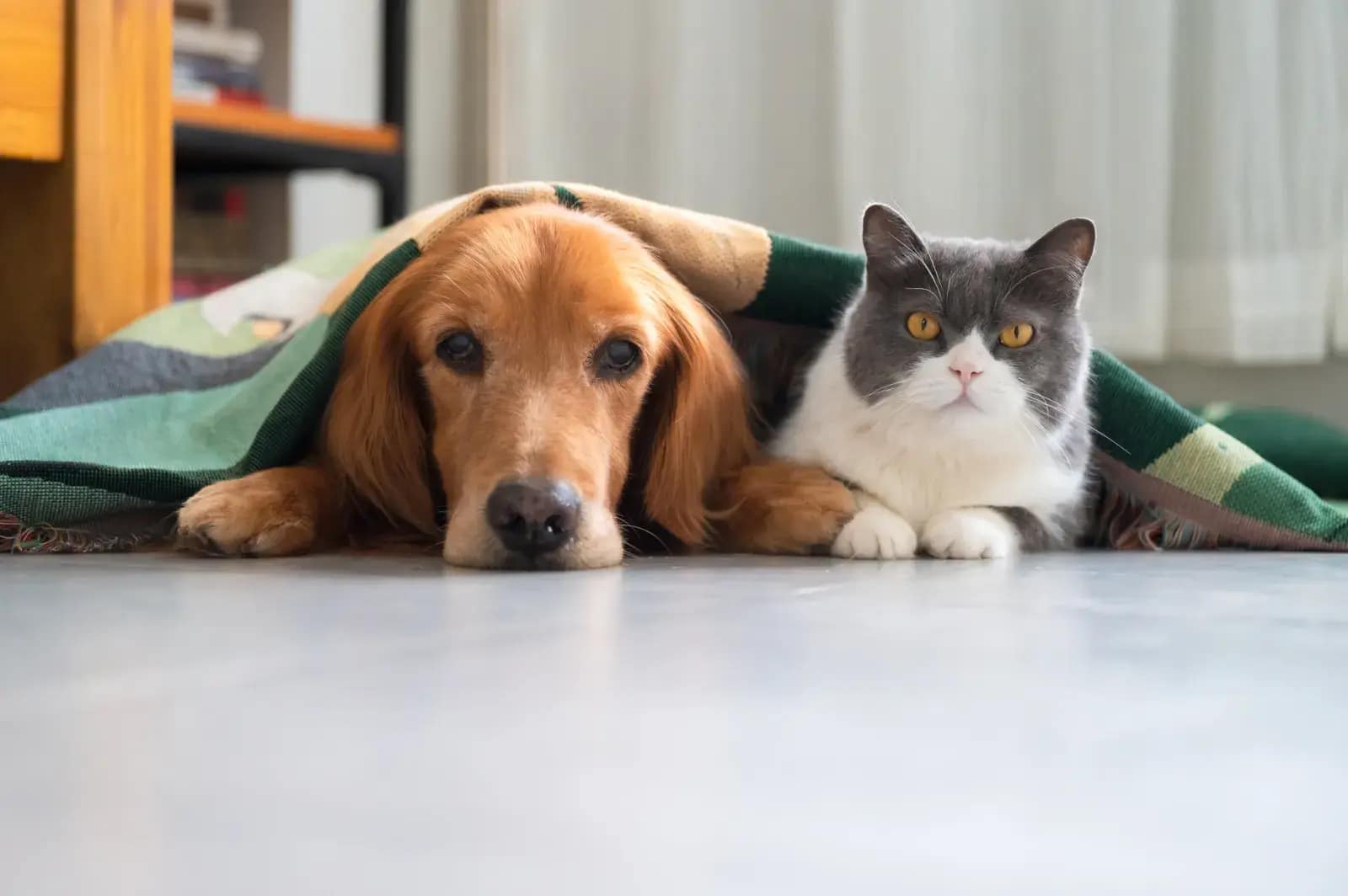 A golden retriever and cat lay under a blanket together
