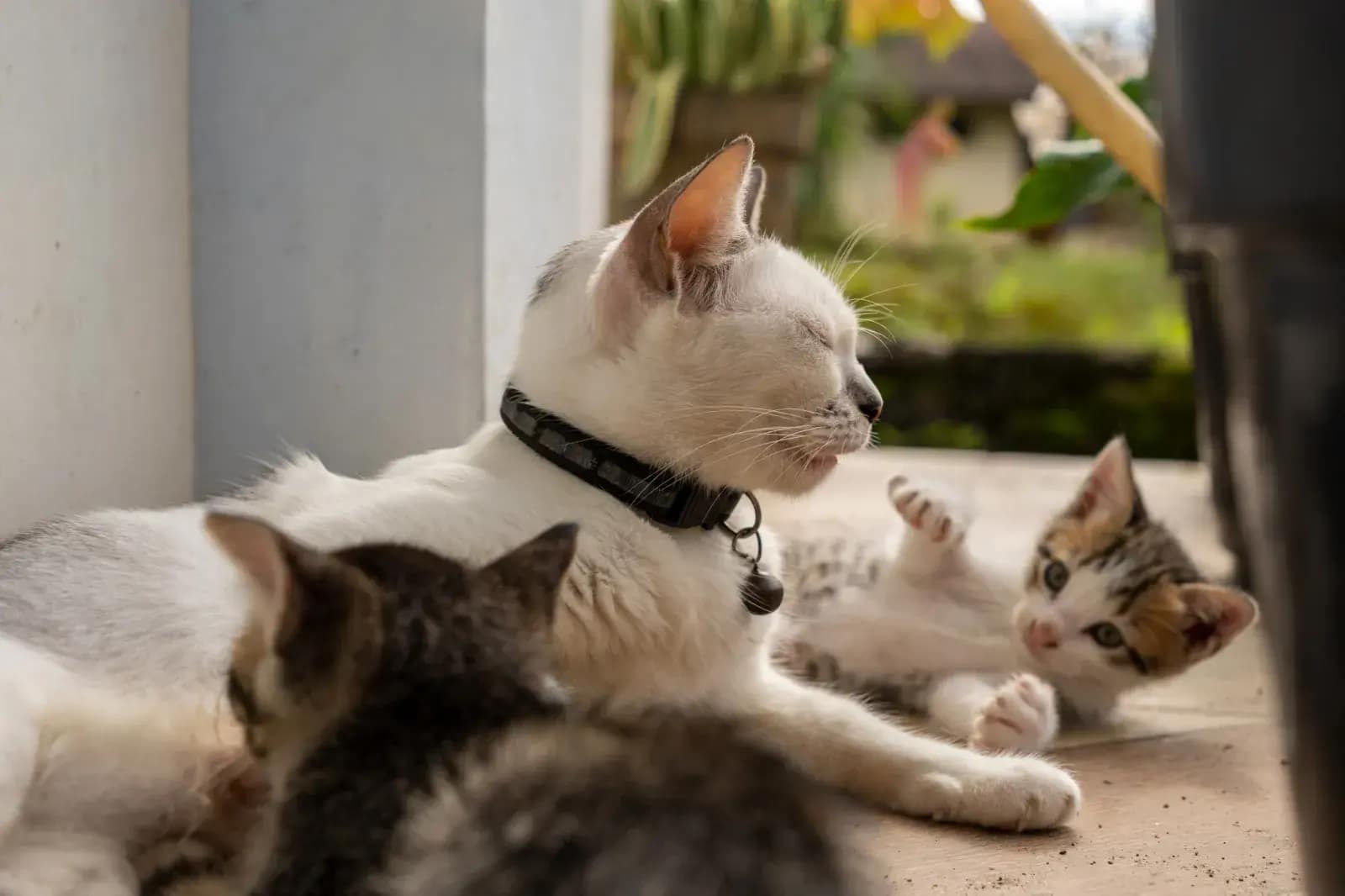 A stock image shows a cat mom and two kittens chilling together by the door
