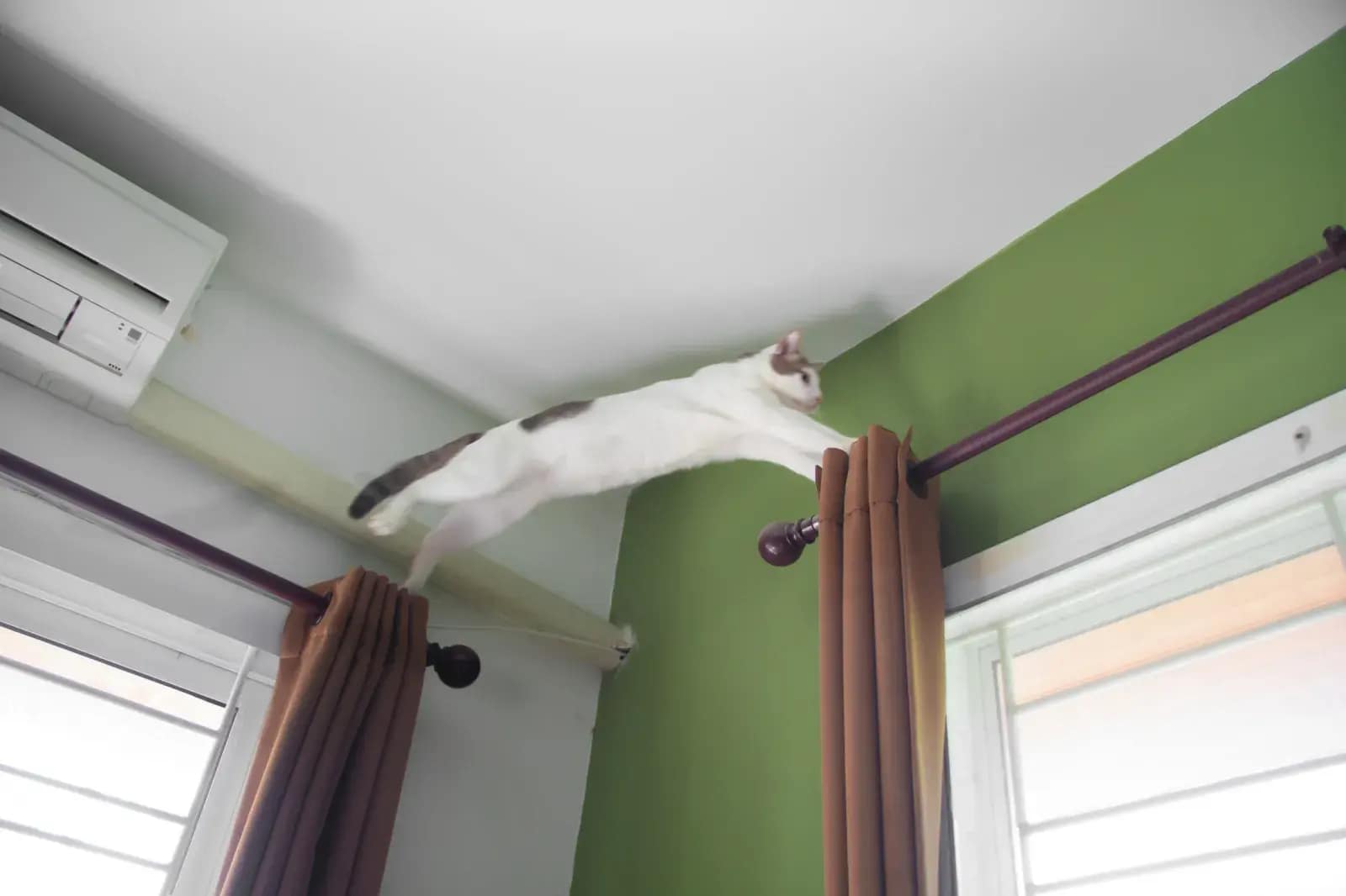 A stock image of a cat balancing on curtain rails