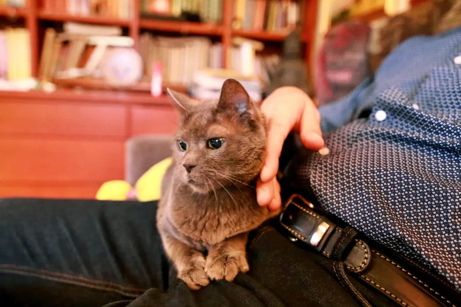 A blue Russian cat lays on its owner's lap