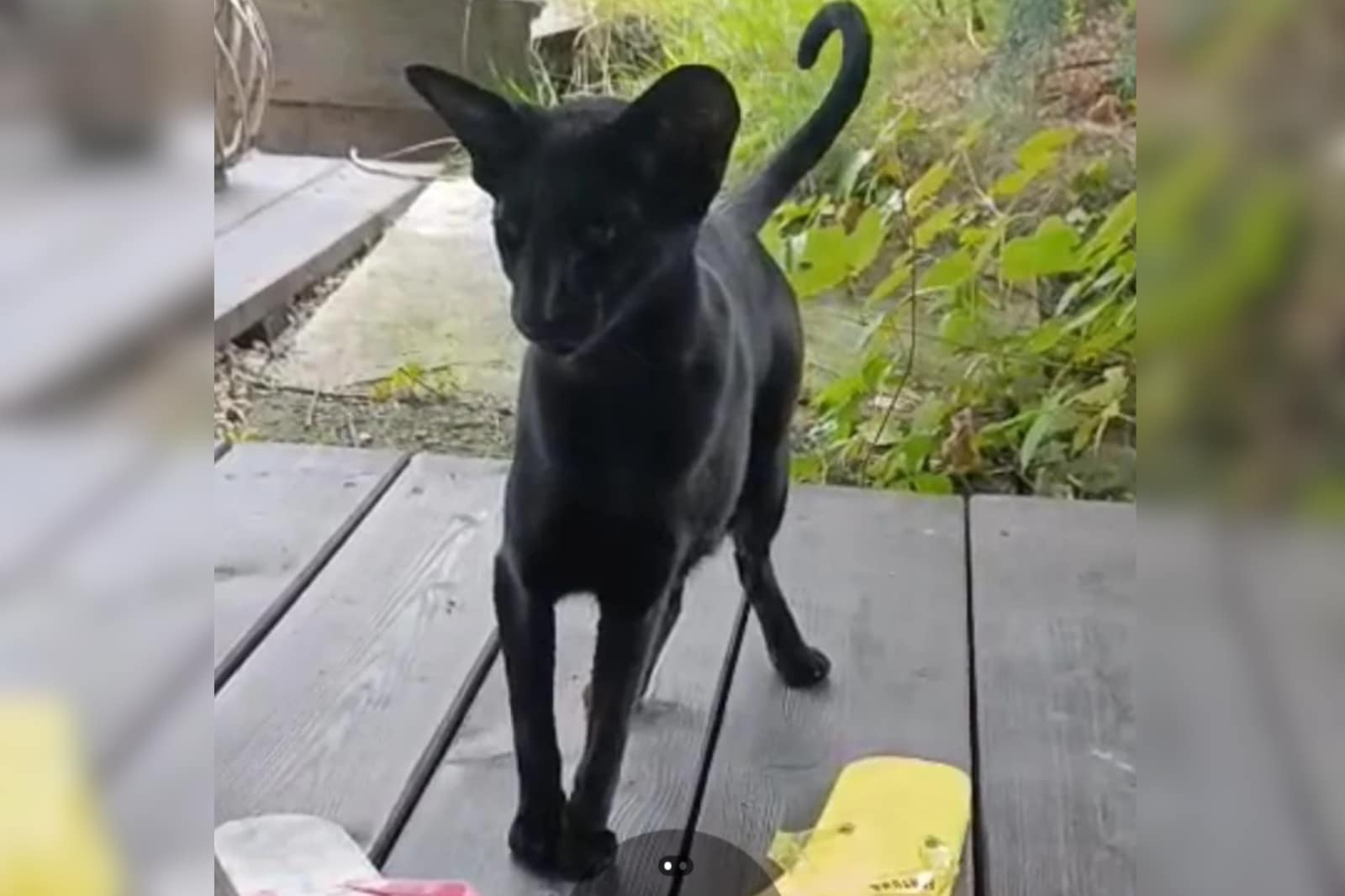 Ein Screenshot des viralen Posts zeigt die ungewöhnlich aussehende Katze, die das Poster auf der Veranda besucht