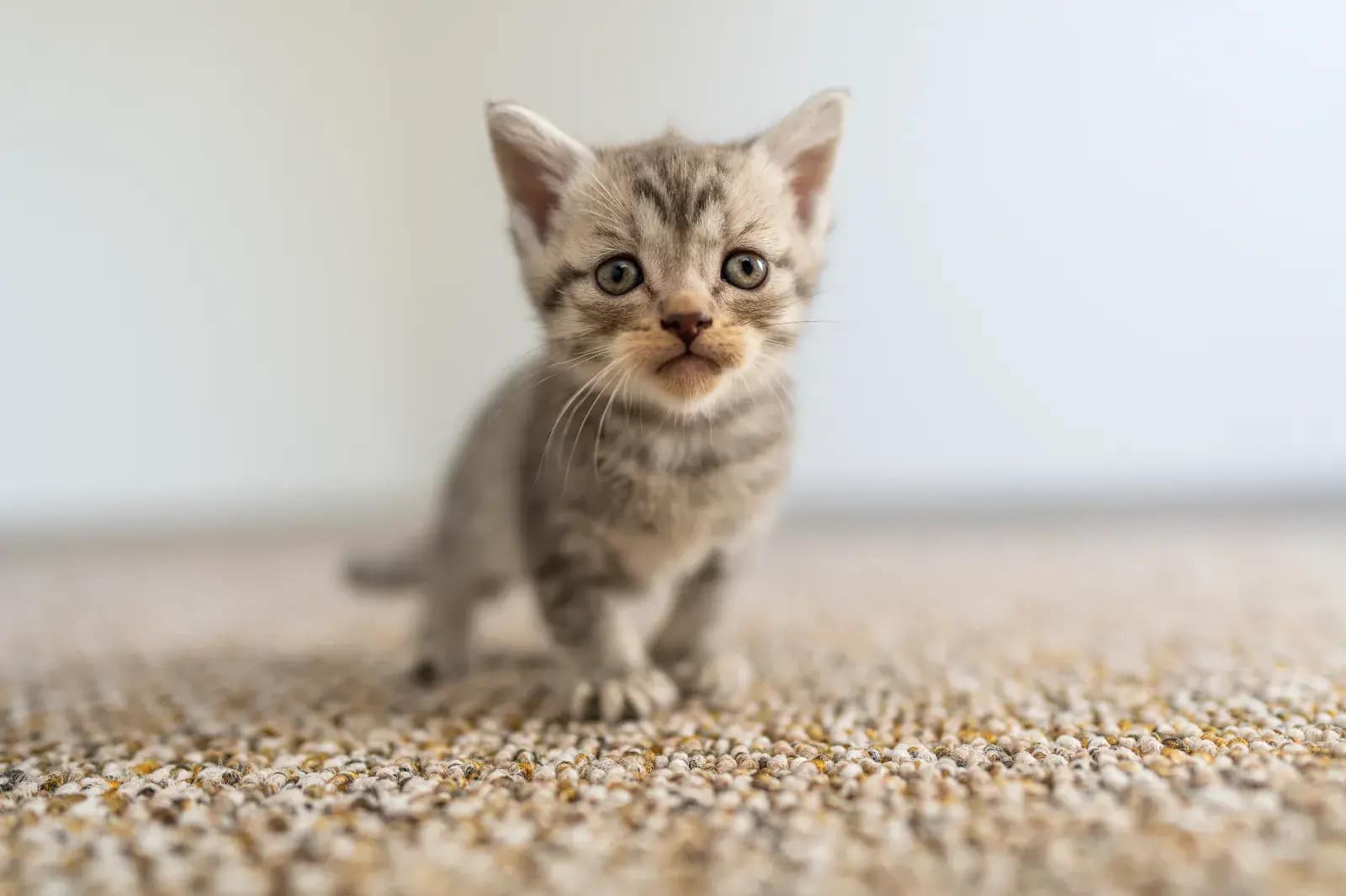 A stock image shows a small tabby kitten indoors