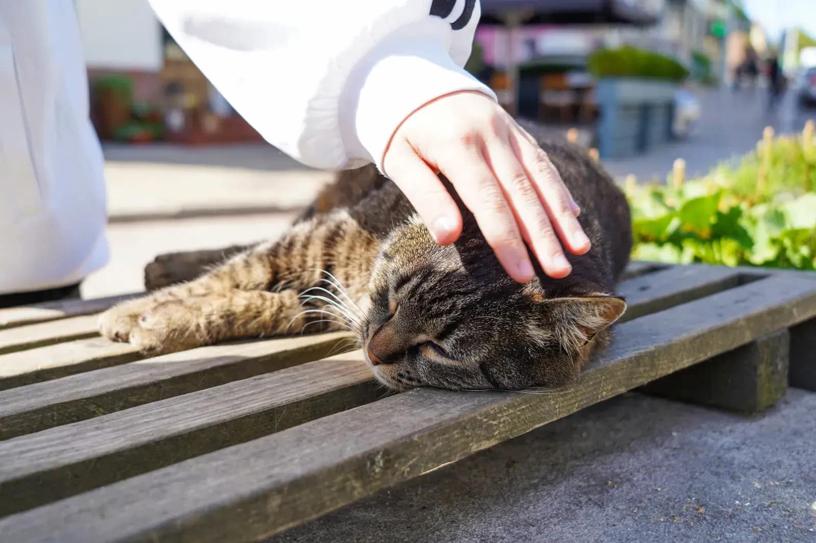 An individual strokes a stray cat laying on a bench