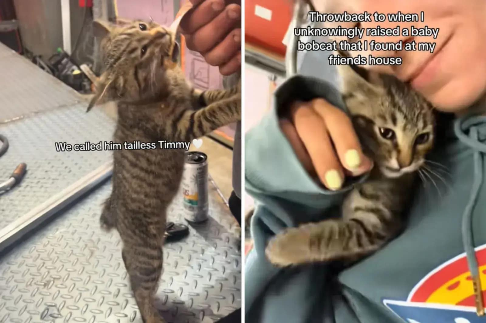 Capturas de tela de um vídeo do TikTok de uma mulher se aconchegando com um gatinho que ela resgatou e que, mais tarde, descobriu ser metade lince