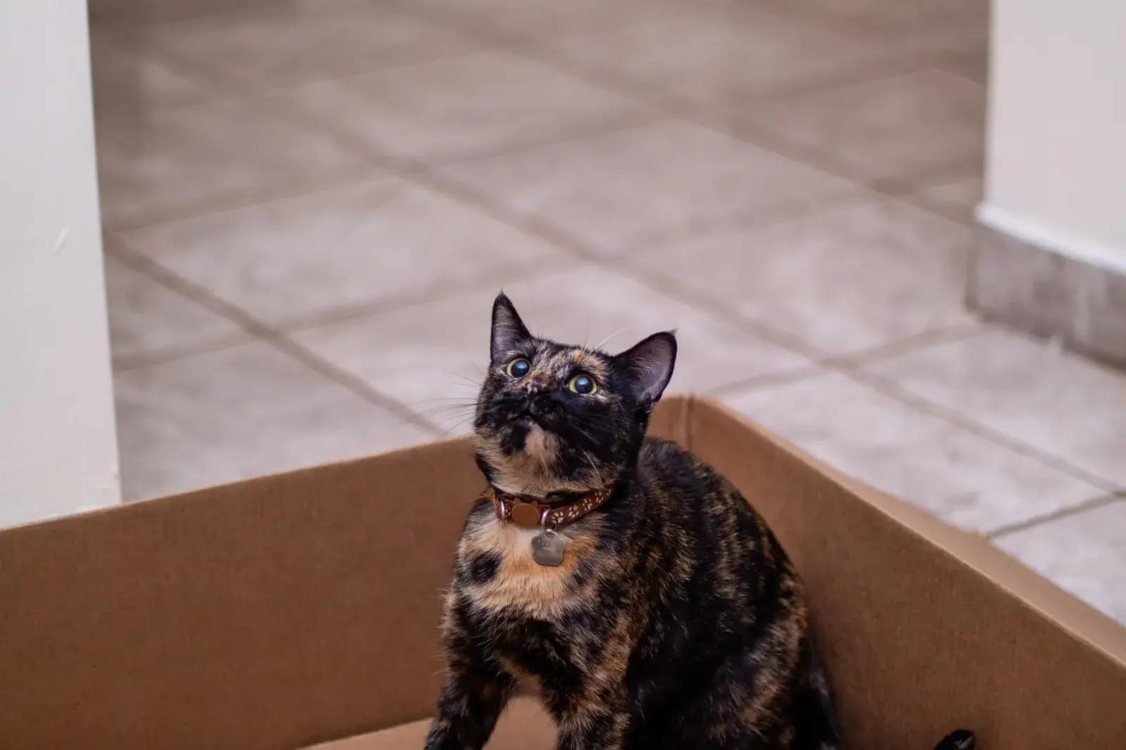 A stock image shows a tortoiseshell cat inside a cardboard box
