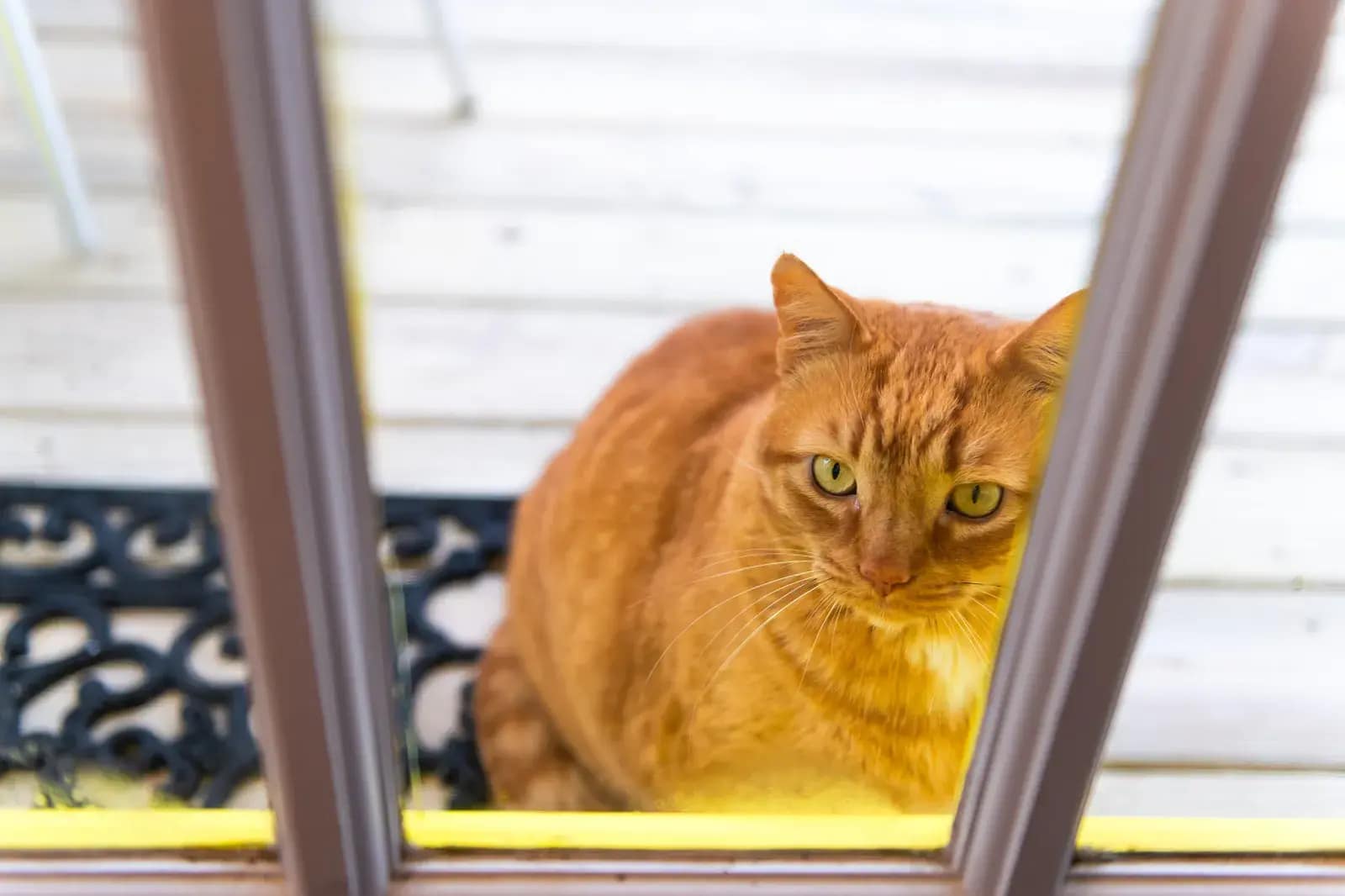 A stock image shows a fluffy orange cat behind a glass door, waiting to be let in