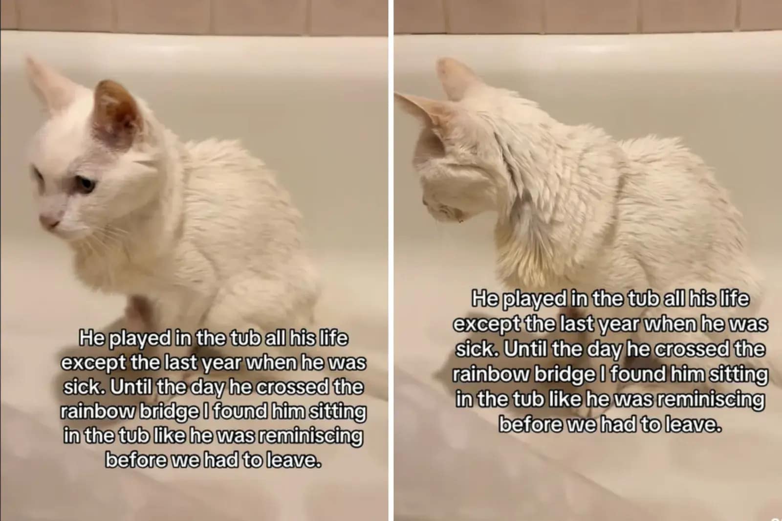 Capturas de pantalla de un vídeo de TikTok del 12 de septiembre de un gato anciano en su último día sentado en la bañera y recordando los tiempos en que solía jugar en ella.