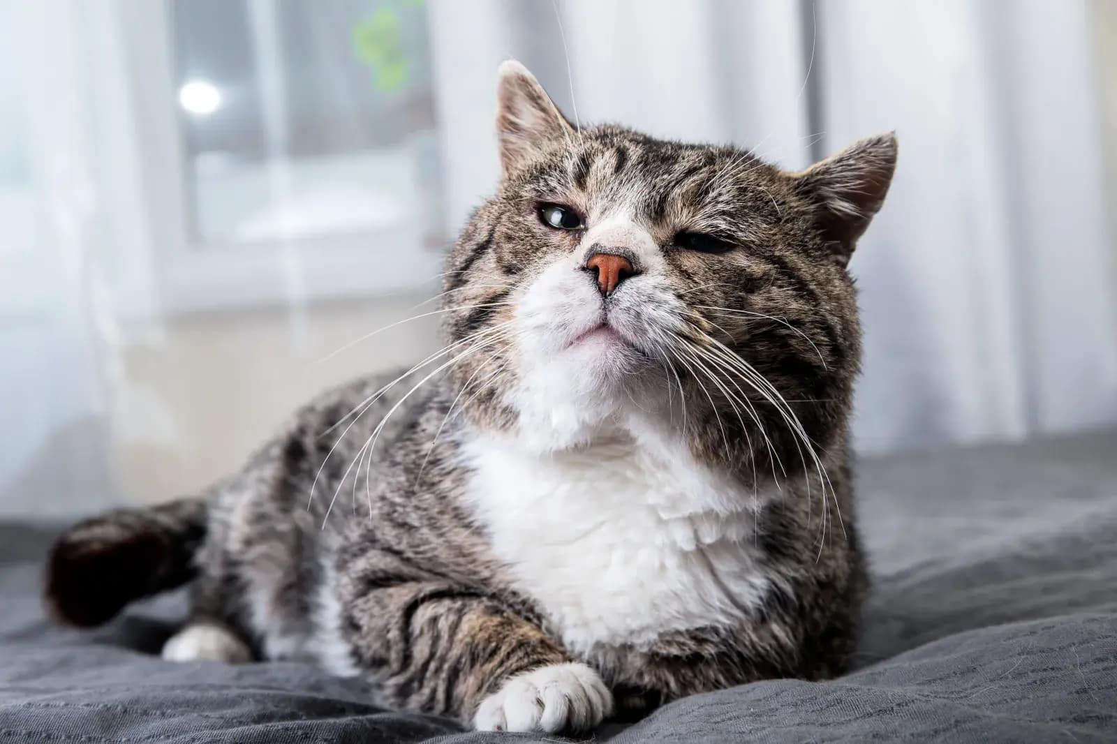 A stock image shows a senior tabby cat squinting his eyes
