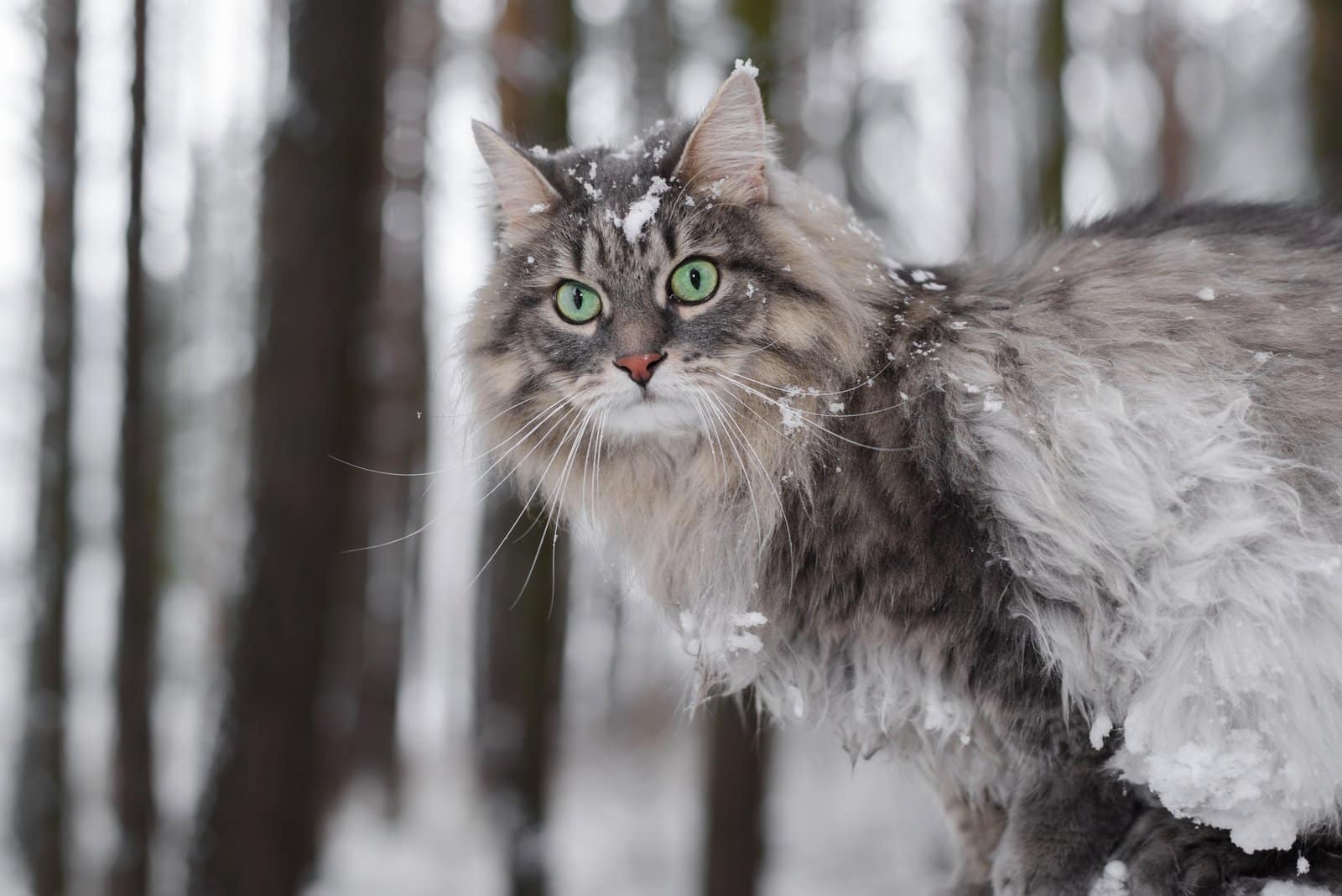 Close-up portrait of a cat covered with snow. Siberian cat hunting in the winter forest