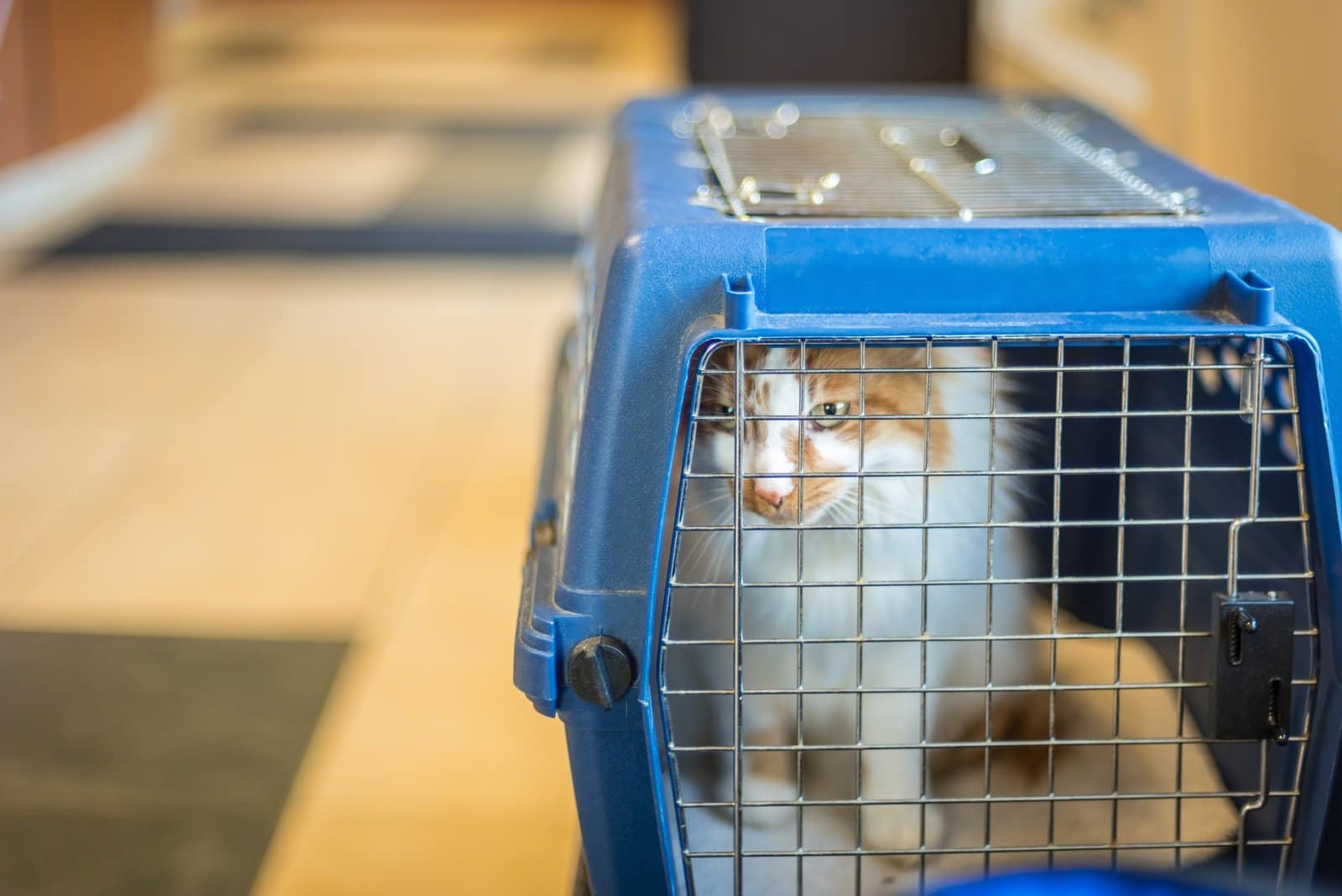 Cat in carrier at airport