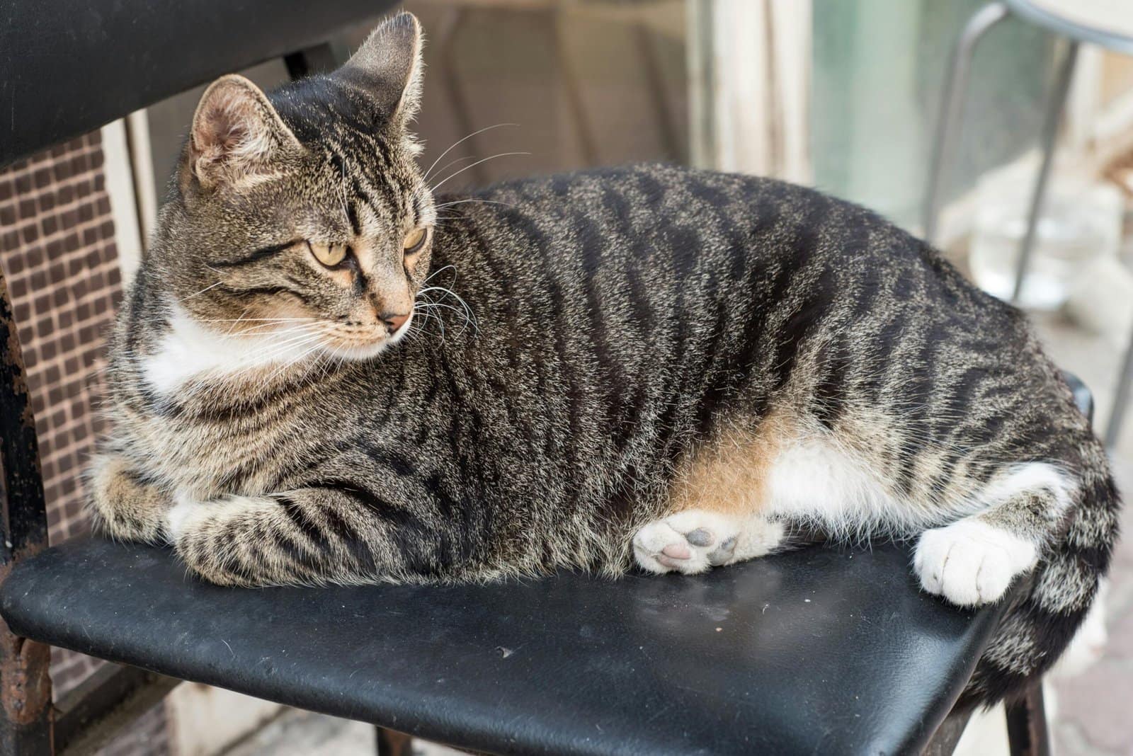 Free stock photo of adorable cat, animal detail, cat photography