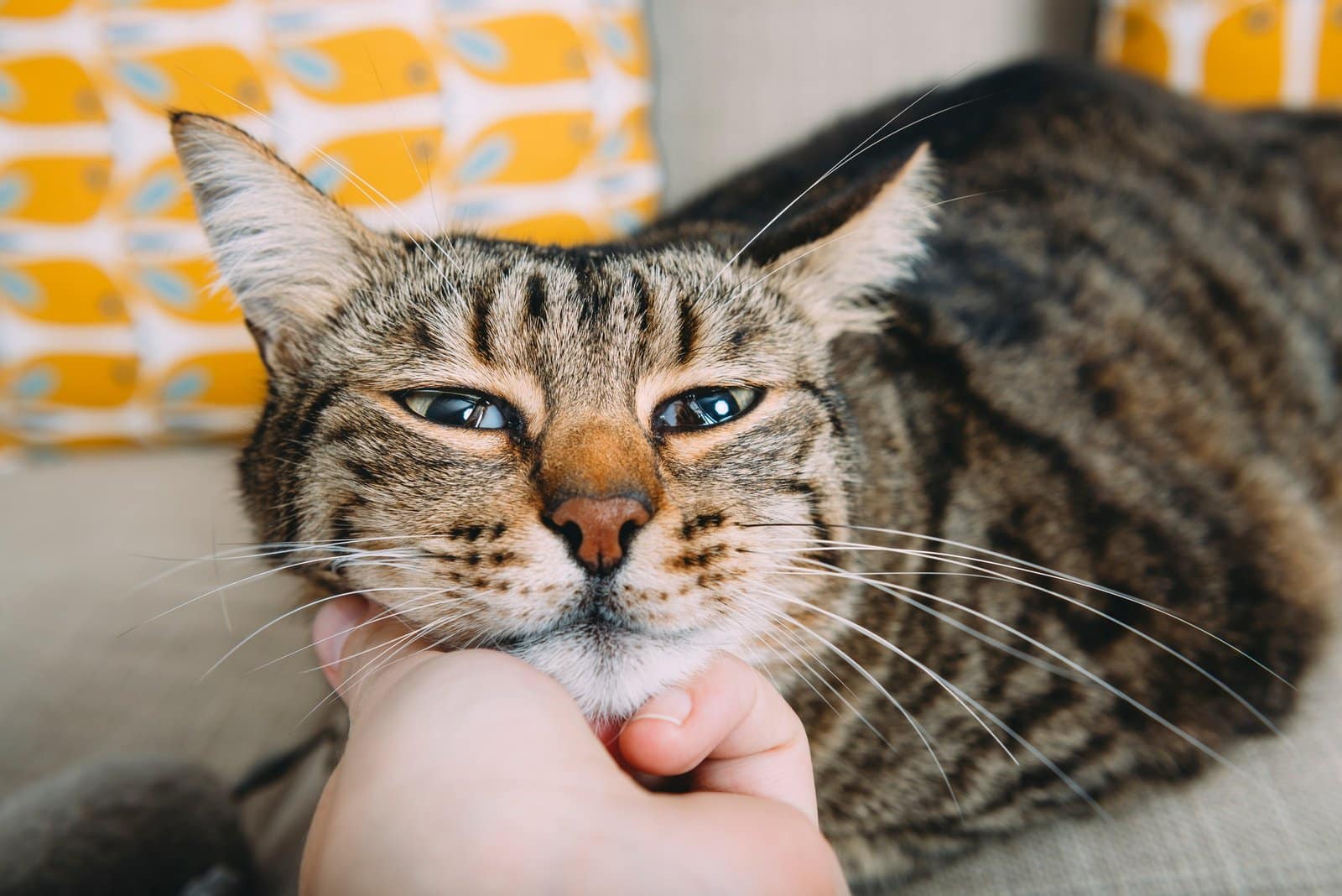 Hand of woman stroking tabby cat