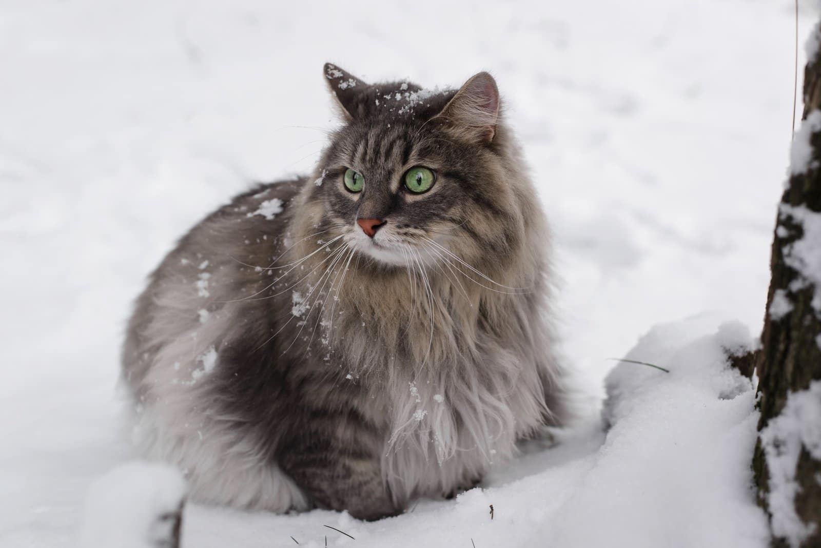 Portrait of a fluffy cat sitting in the winter forest, close-up. Gray cat of Siberian breed with