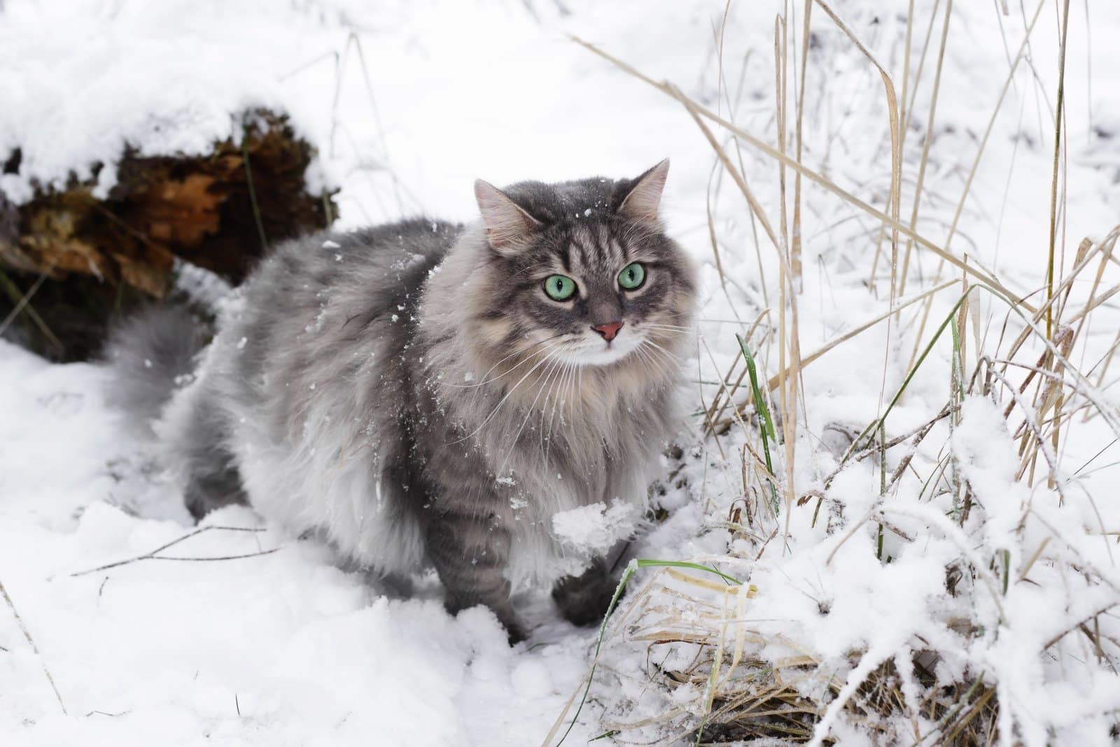 Purebred cat sitting in a snowdrift. Fluffy gray cat with green eyes in the winter forest.