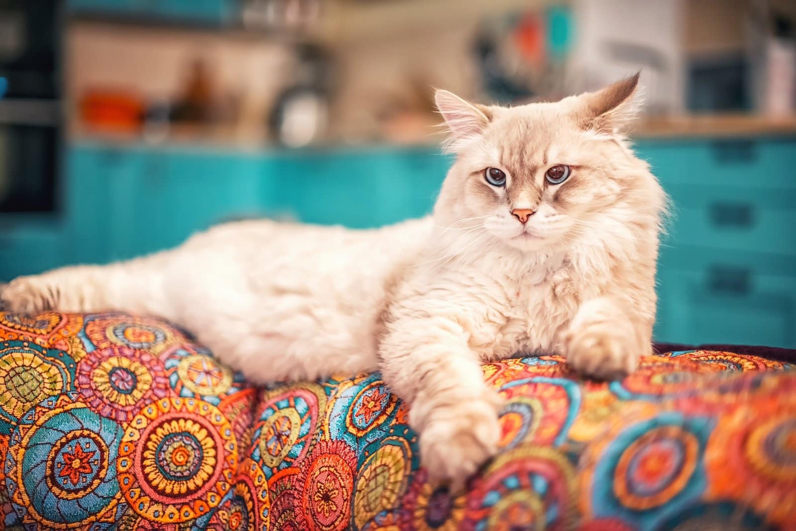 Siberian cat. Breed Neva Masquerade. Beautiful cat with blue eyes