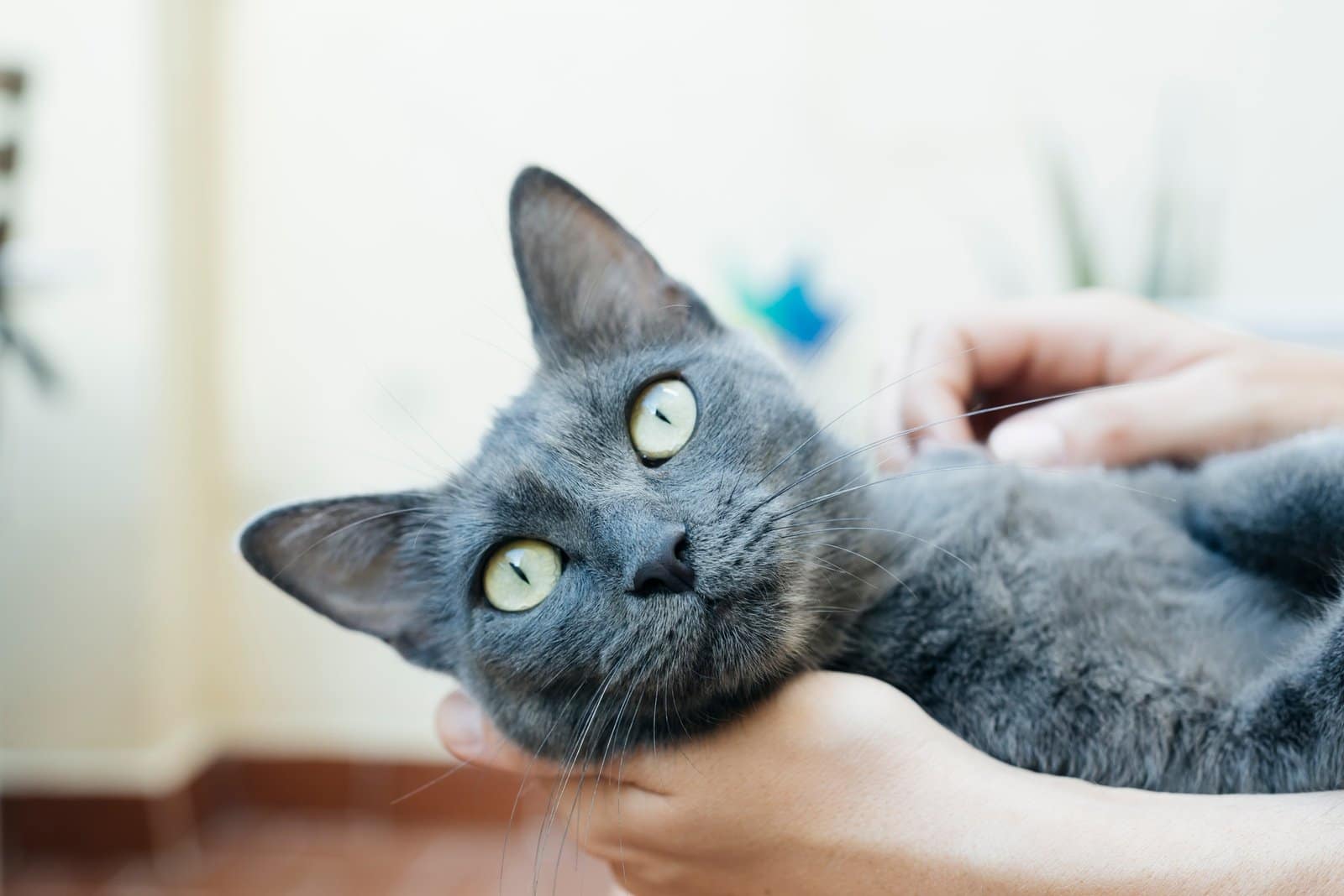 Woman petting Russian blue
