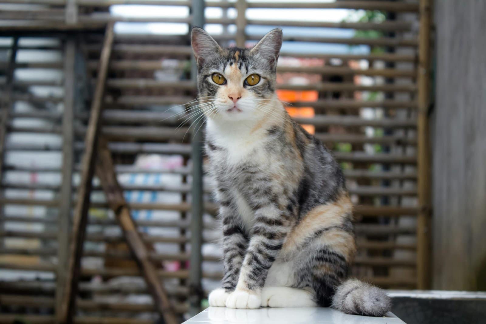 A cute grey tabby cat with striking eyes sitting outdoors in a relaxed pose.