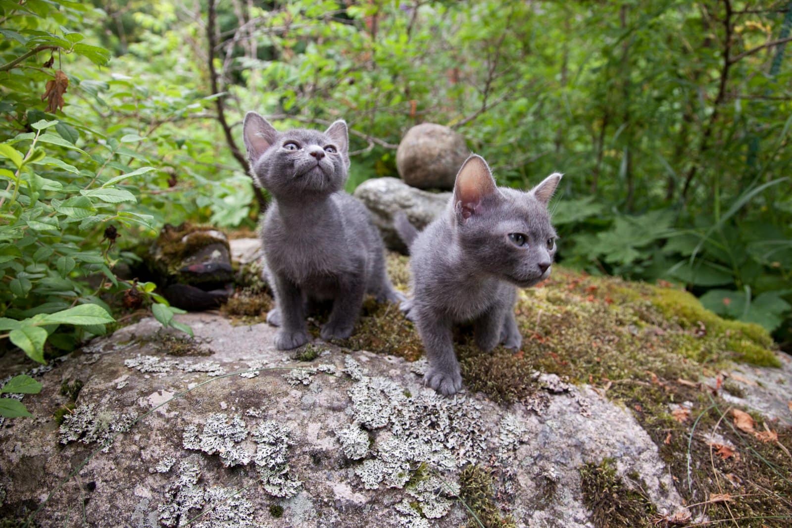 Two adorable Korat kittens exploring rocky terrain in lush greenery.