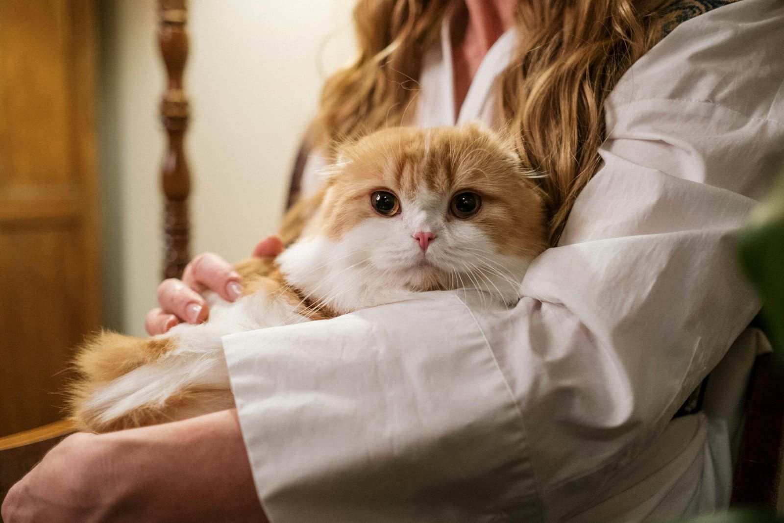 Una mujer sostiene con delicadeza a un adorable gato Scottish Fold en el interior de una casa, derrochando calidez y afecto.