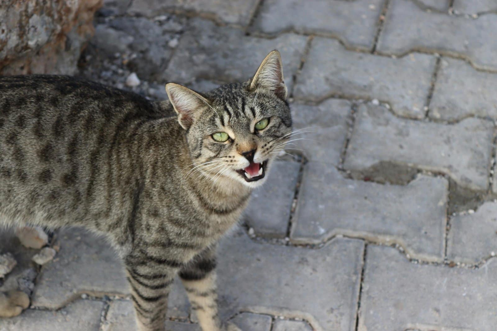 A curious tabby cat meowing on a stone sidewalk in Şanlıurfa, Türkiye.