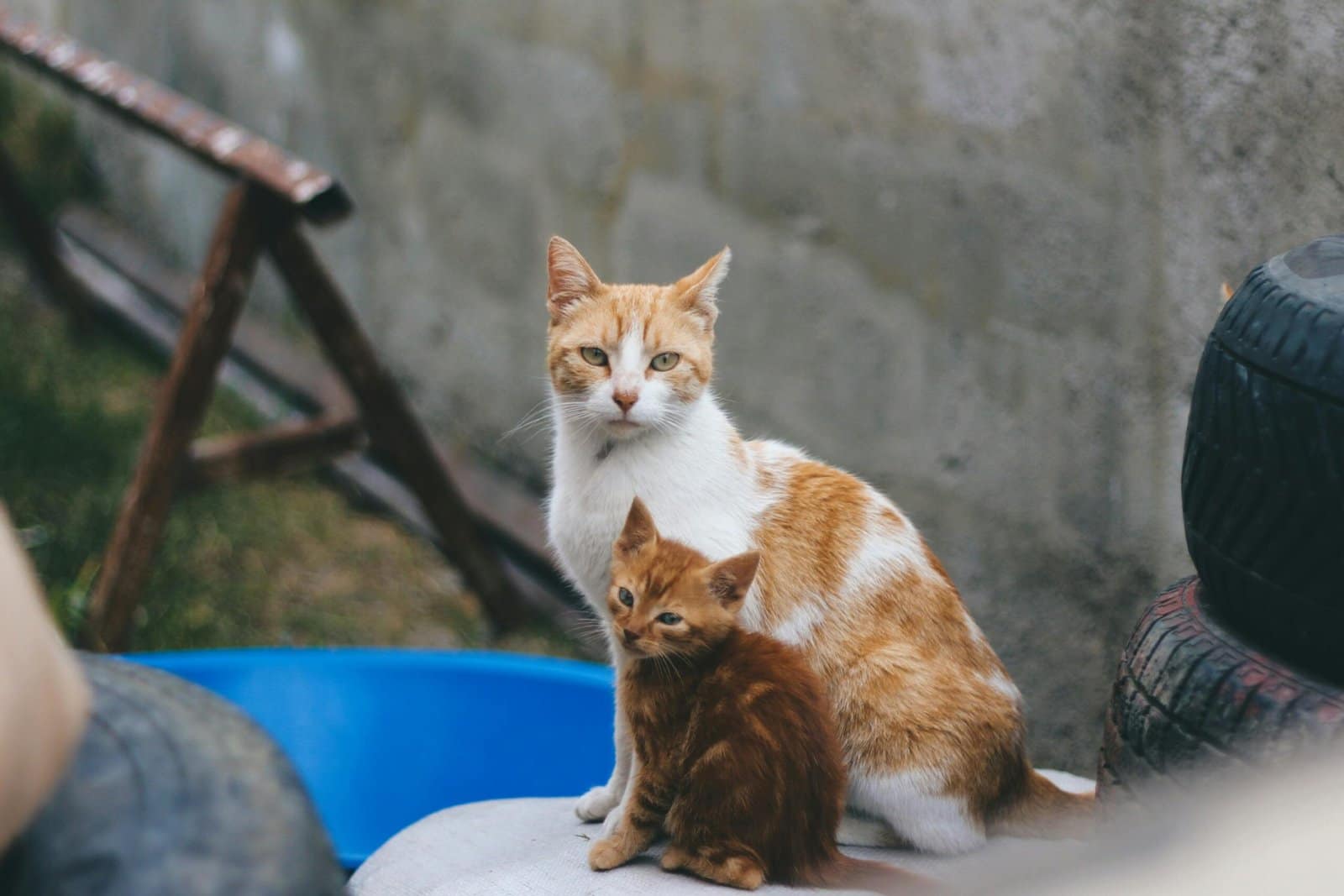 Two ginger cats sitting outdoors near tires, one adult and one kitten, surrounded by rustic urban elements.